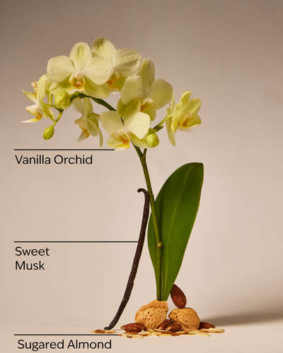 Cozy Almond Vanilla.
