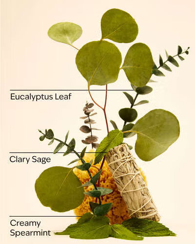 Eucalyptus Spearmint.