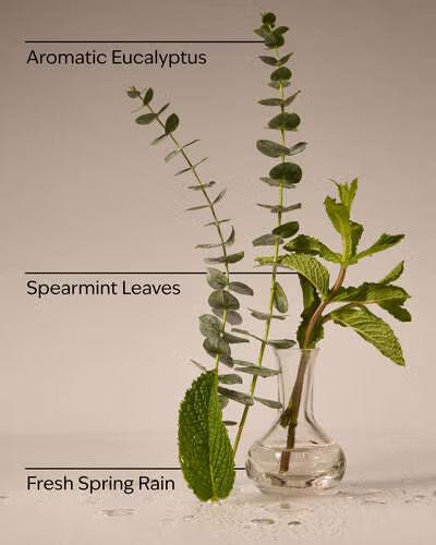 Eucalyptus Rain.