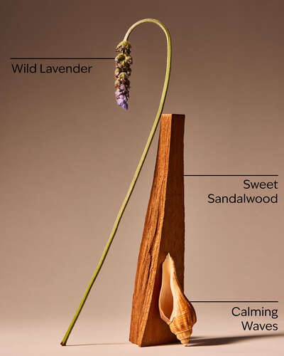 Oceanside Lavender.