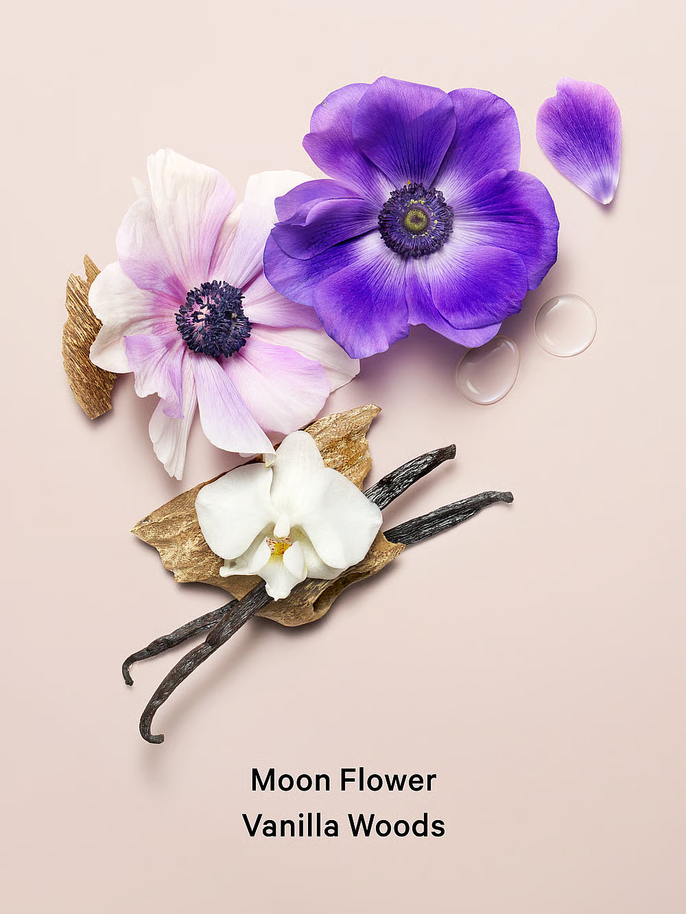 Midnight Bloom.