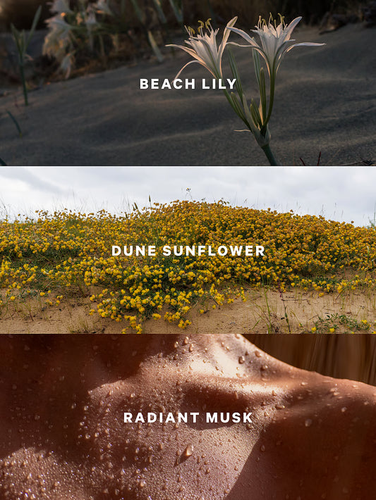 Sundrenched Blooms.