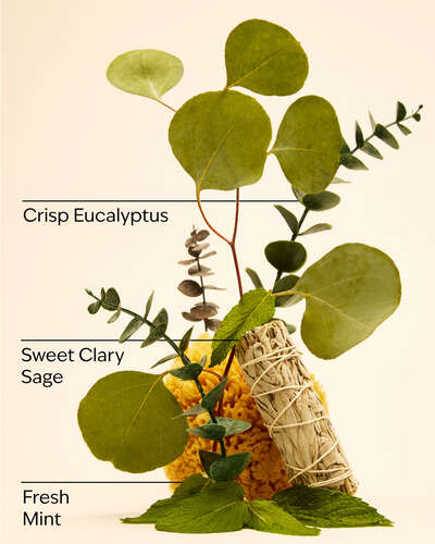 Eucalyptus Mint.