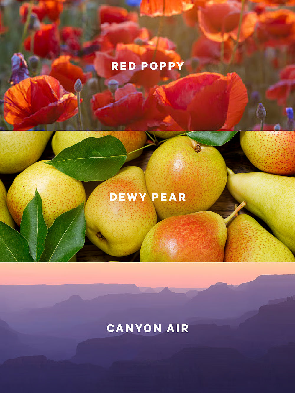 Canyon Blooms.