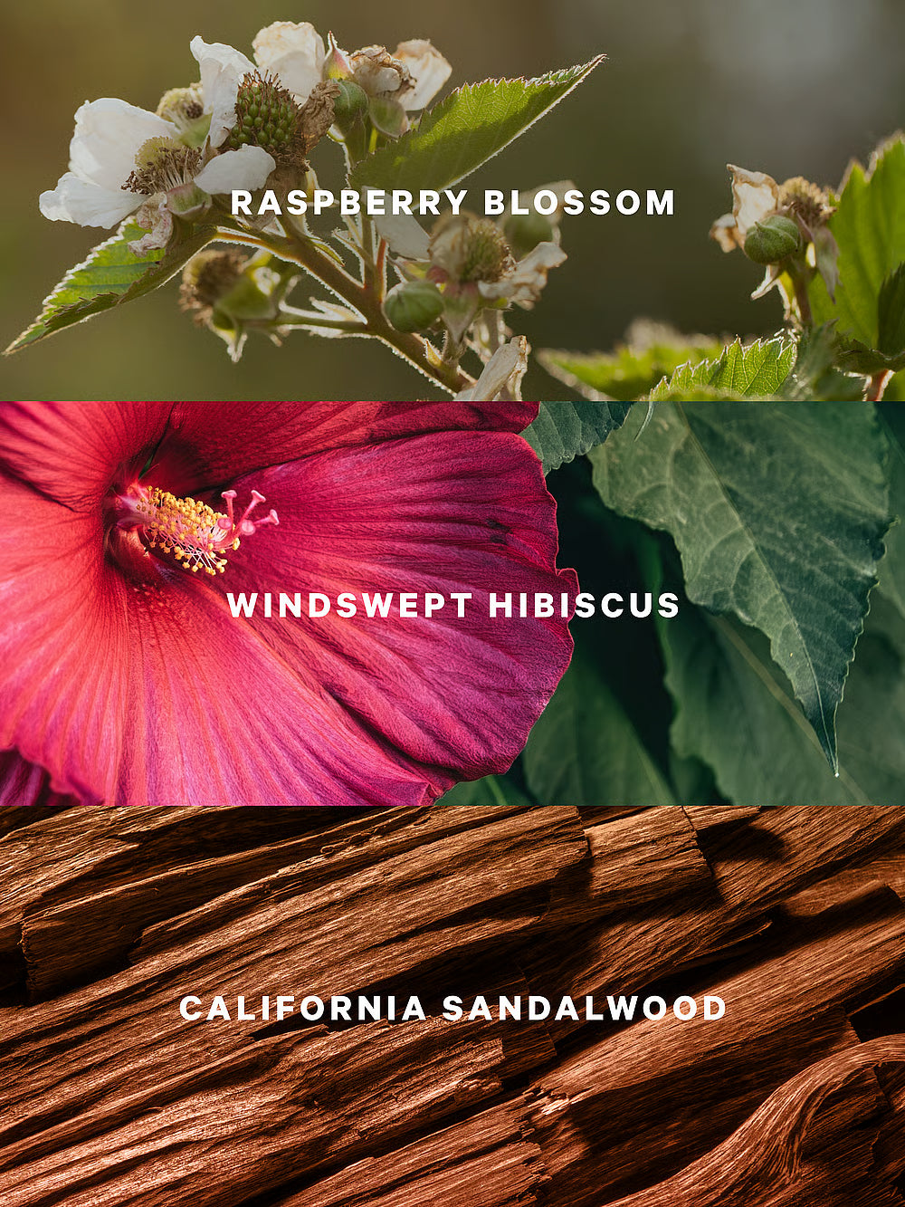 Serene Blooms.