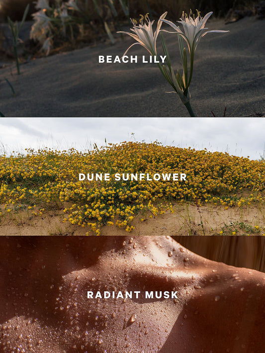 Sundrenched Blooms.